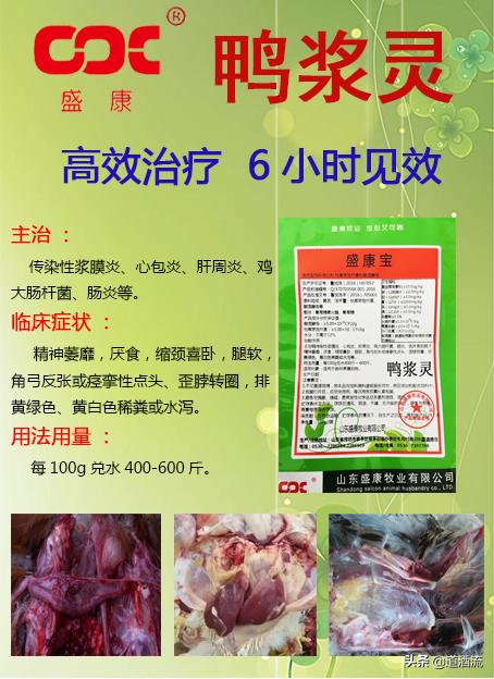 現(xiàn)在鴨苗行情詳解，選購、養(yǎng)殖與盈利的全方位指南