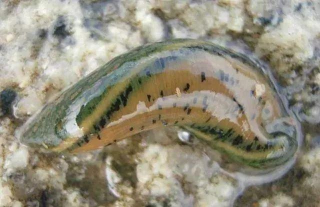石斑魚孵化技術(shù)革新詳解，從入門到精通的孵化指南