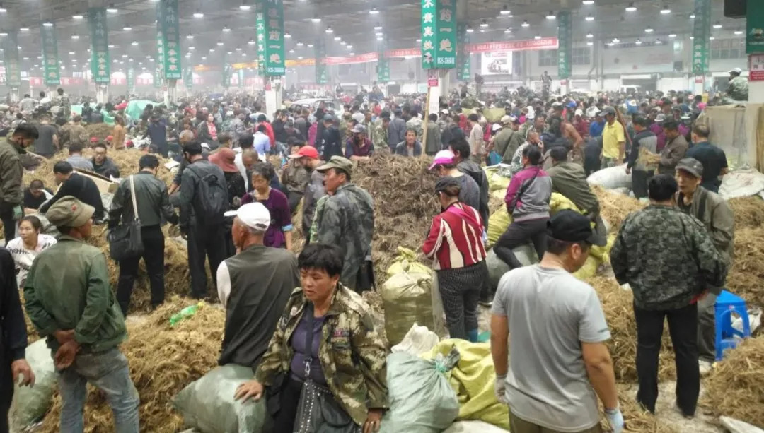 萬良人參市場最新動(dòng)態(tài)揭秘，日常奇遇與溫情紐帶
