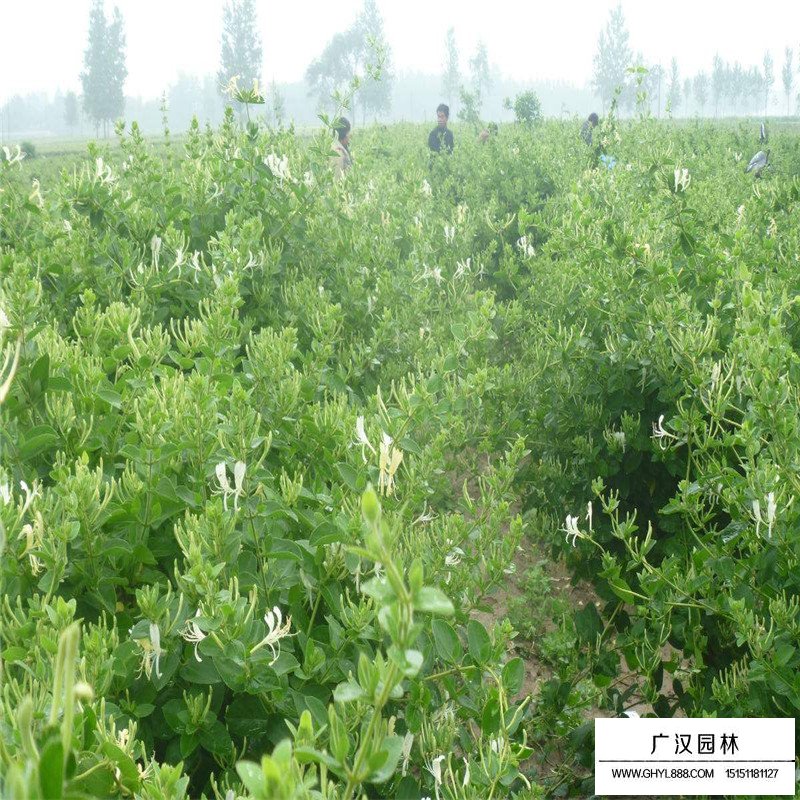 金銀花最新行情與機(jī)遇，價(jià)格變動(dòng)中的自信與成就感之源