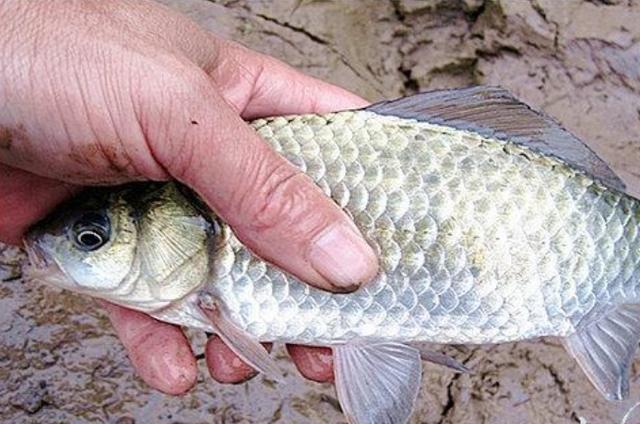 高科技智能魚探設(shè)備引領(lǐng)海洋探索新時代，最新魚訊速遞