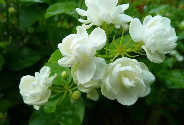 花香滿園最新章節(jié)獲取攻略，輕松閱讀新書章節(jié)的步驟