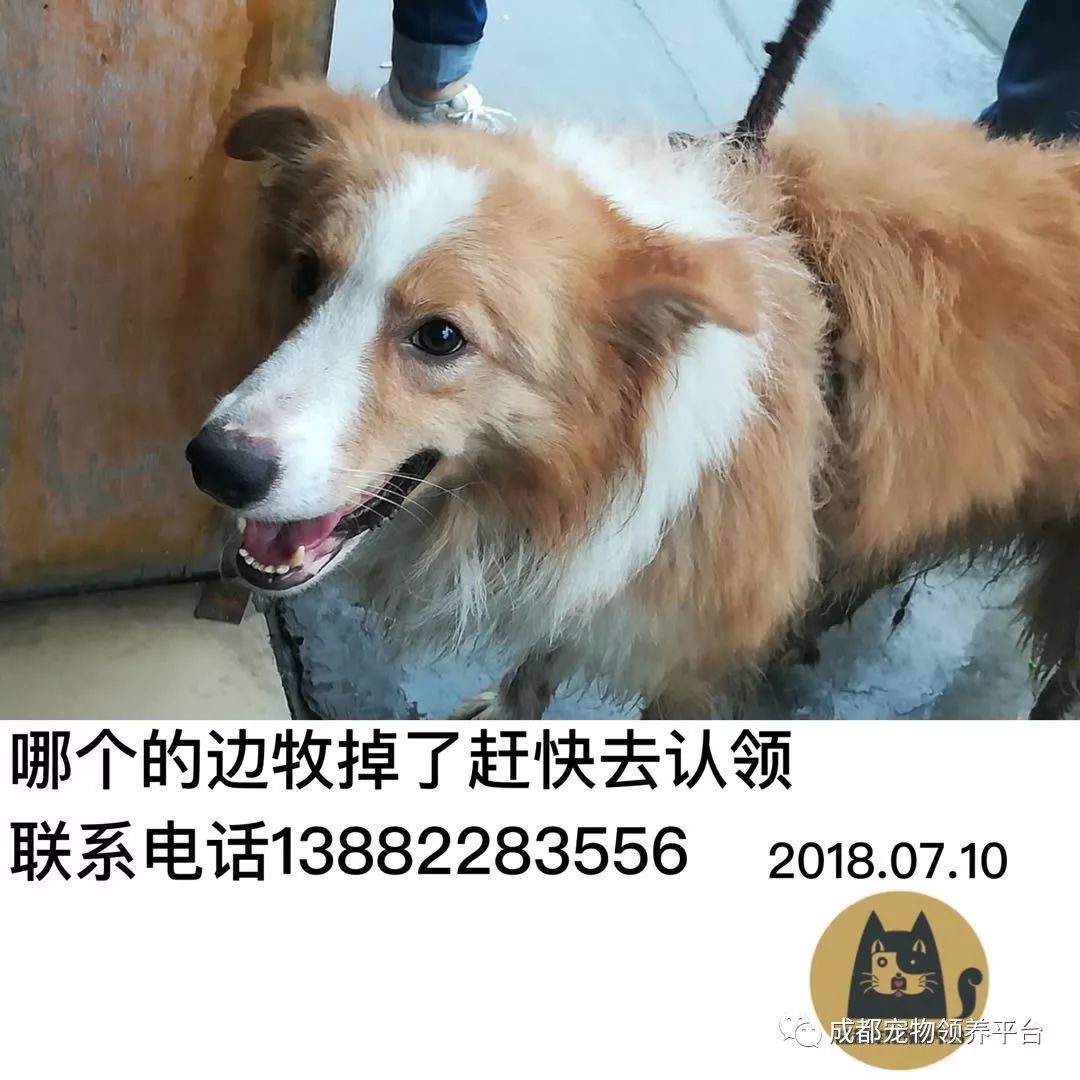 成都最新尋狗記，巷弄深處特色小店中的尋寵之旅