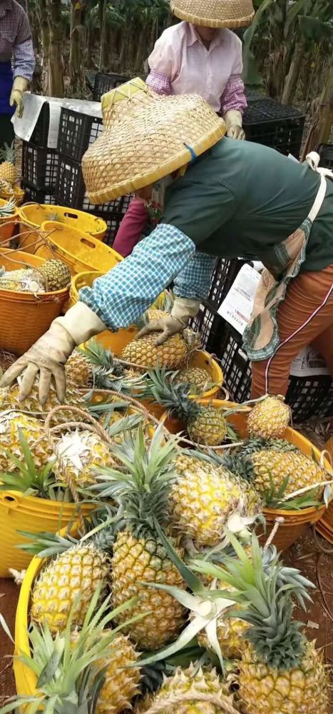 徐聞菠蘿最新價格及市場走勢分析，多方觀點解讀市場動態(tài)