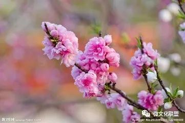 科技巔峰之作桃花開啟未來生活新紀元，最新章節(jié)預覽