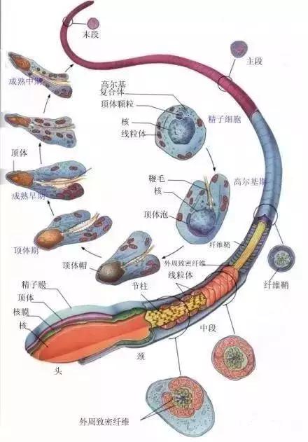 窩精子最新，小巷中的秘密風(fēng)味探索