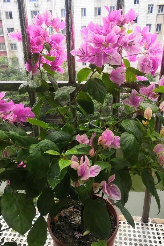 小巷深處的獨(dú)特花語(yǔ)，最新殘花之美