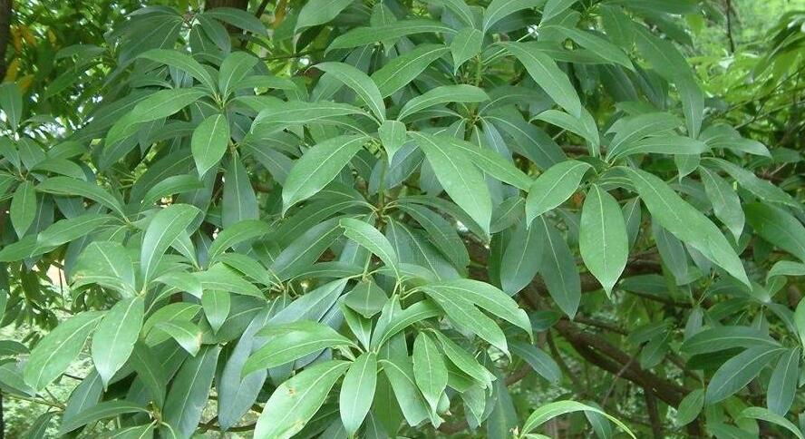 南山楠最新，自然美景的輕松探索之旅