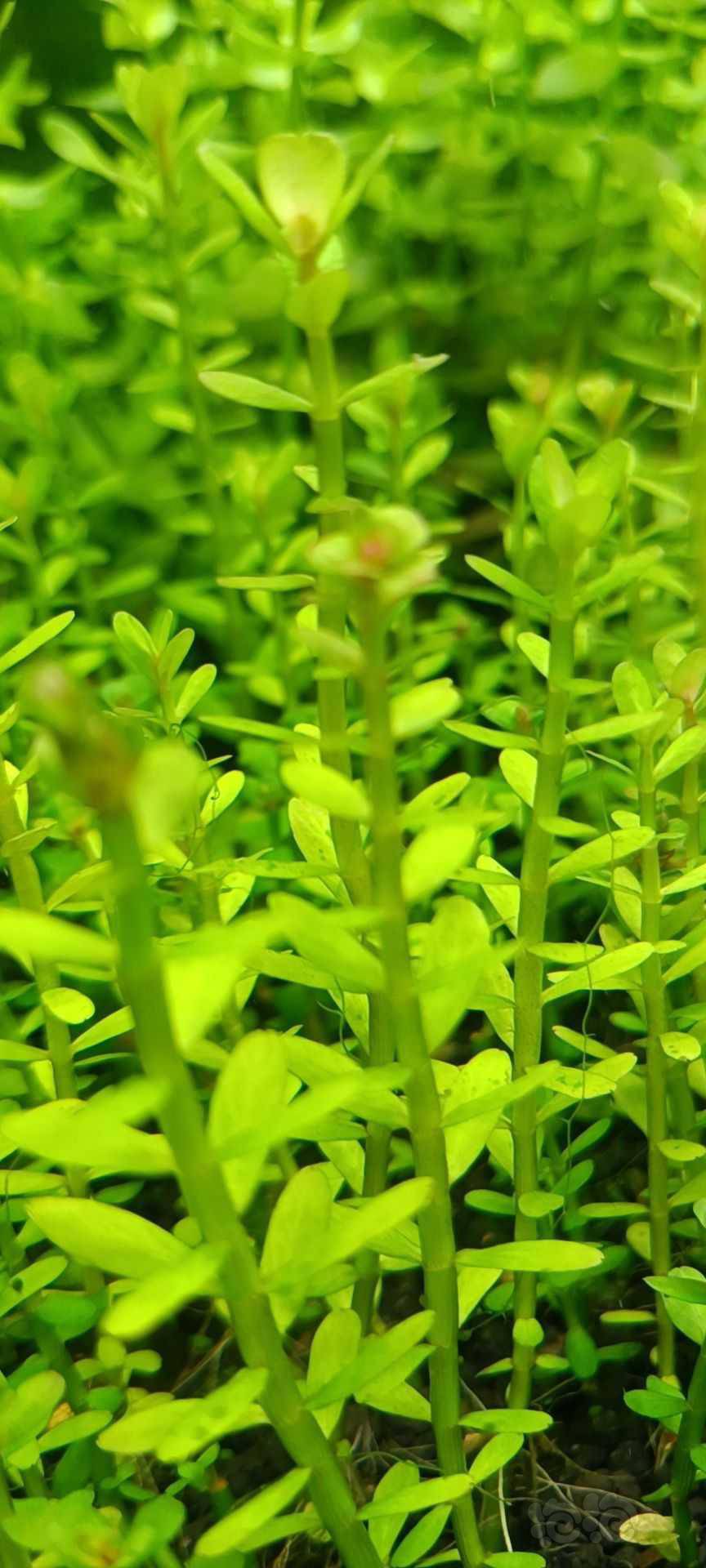 最新福利草草，自然美景之旅，探尋內(nèi)心平和與喜悅的旅程