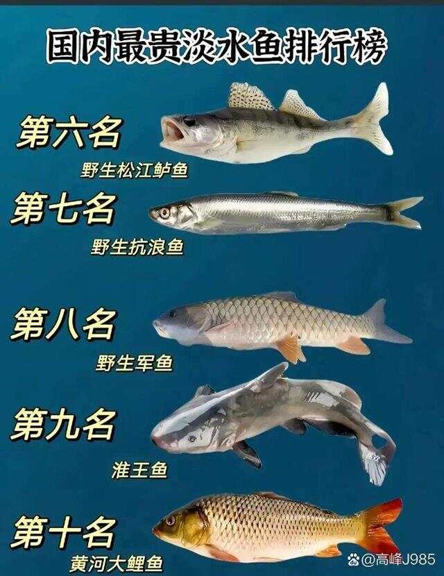 青魚國產(chǎn)最新論述，探索與解析