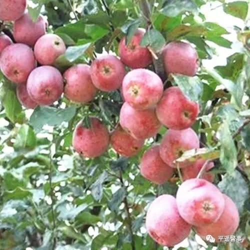 西太后愛心包最新系列，時尚與慈善的完美結(jié)合，展現(xiàn)獨特魅力風(fēng)采