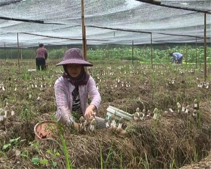 食用菌最新讀音及其背景、發(fā)展與地位概述